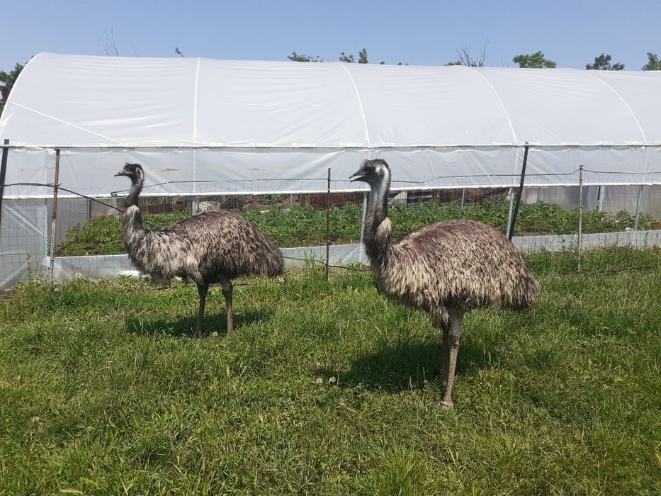 Struti emu  și african de vânzare
