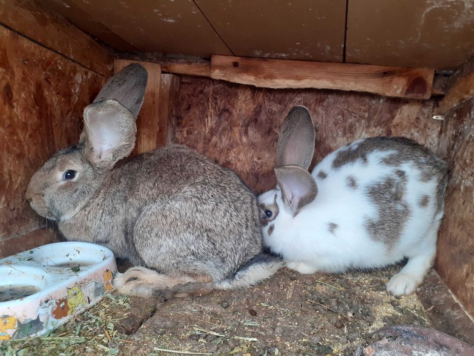 Vand sau schimb iepuri