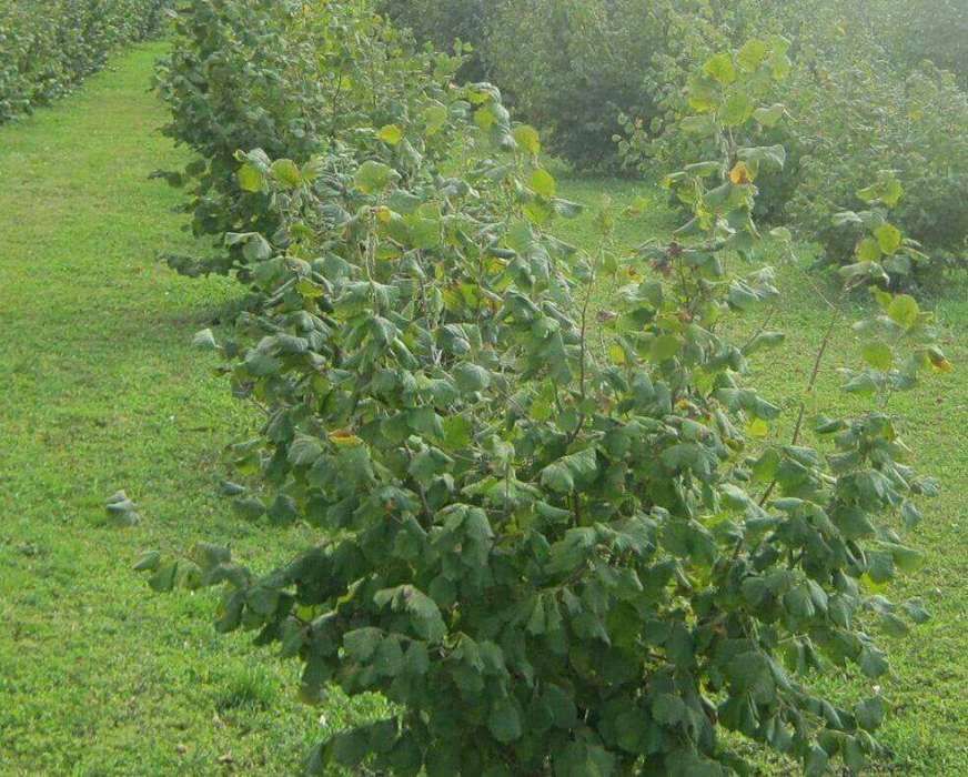 Puieti de alun micorizati