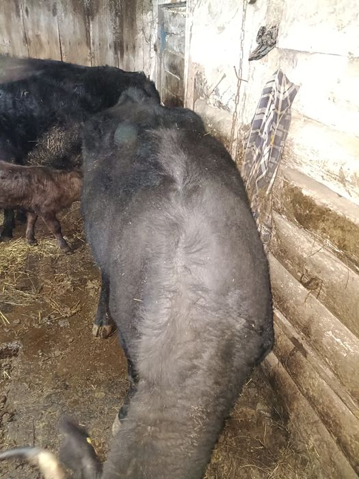 Продам телку на мясо