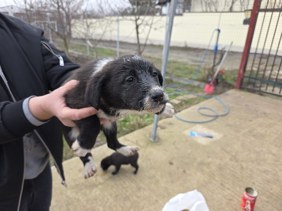 Donez pui rasa comuna metis