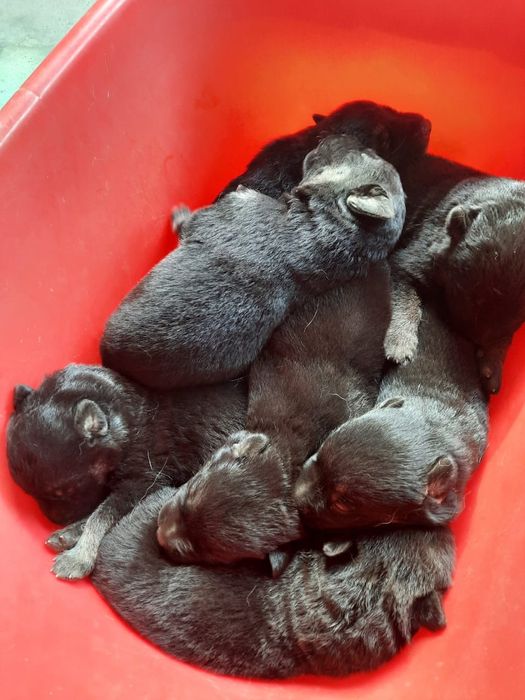 Кобель ВЕО вязка развязанный овчарка