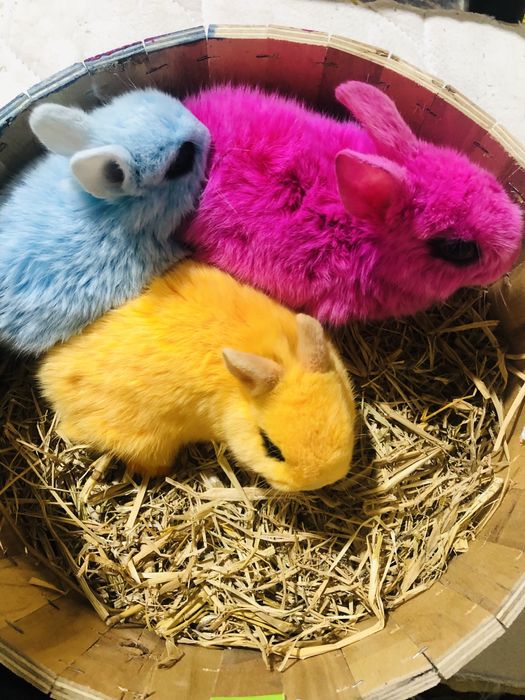 Karlik quyonchalar sotiladi