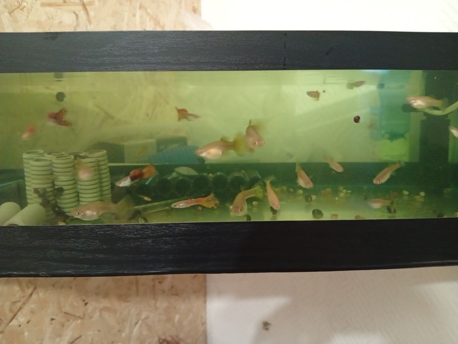 Непривередливые рыбки гуппи