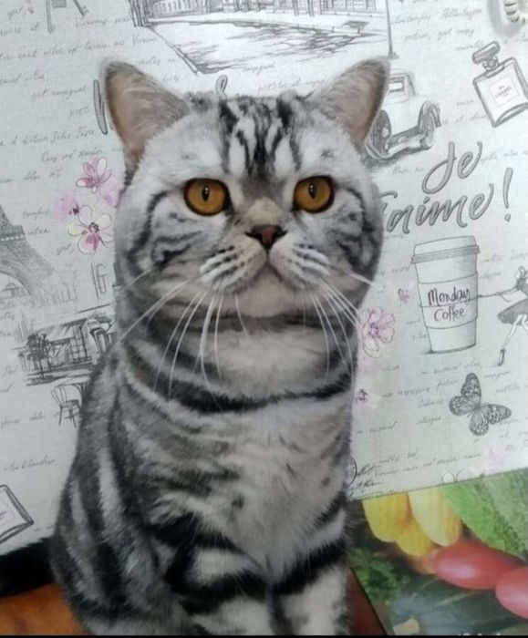 Кот на вязку опытный