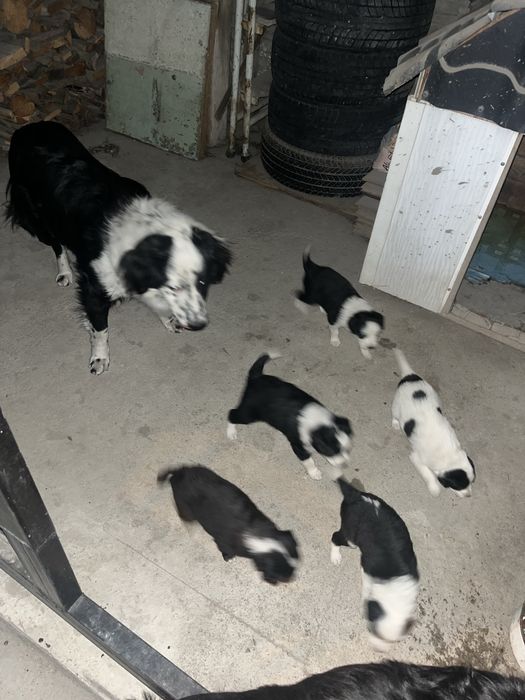 Заберите приютите