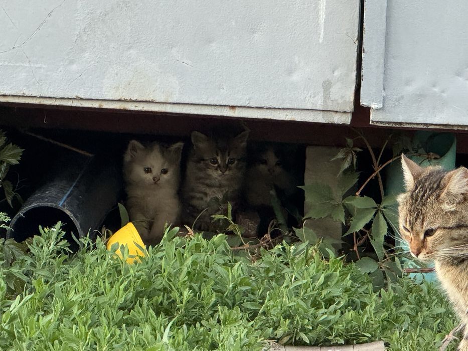 Отдам котят в добрые руки