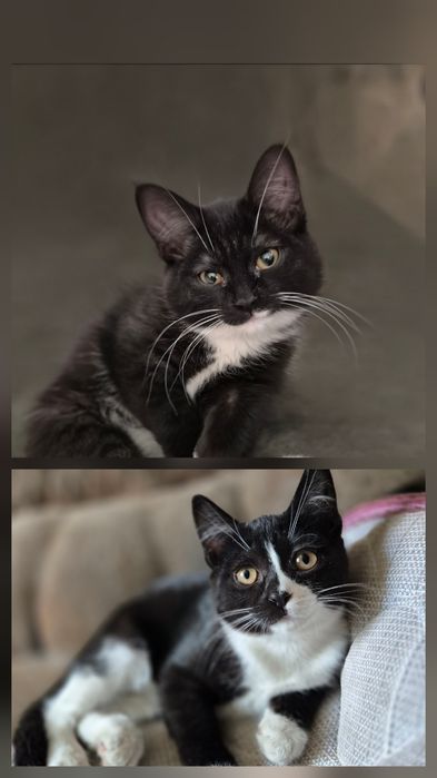 Отдам котят в хорошие руки