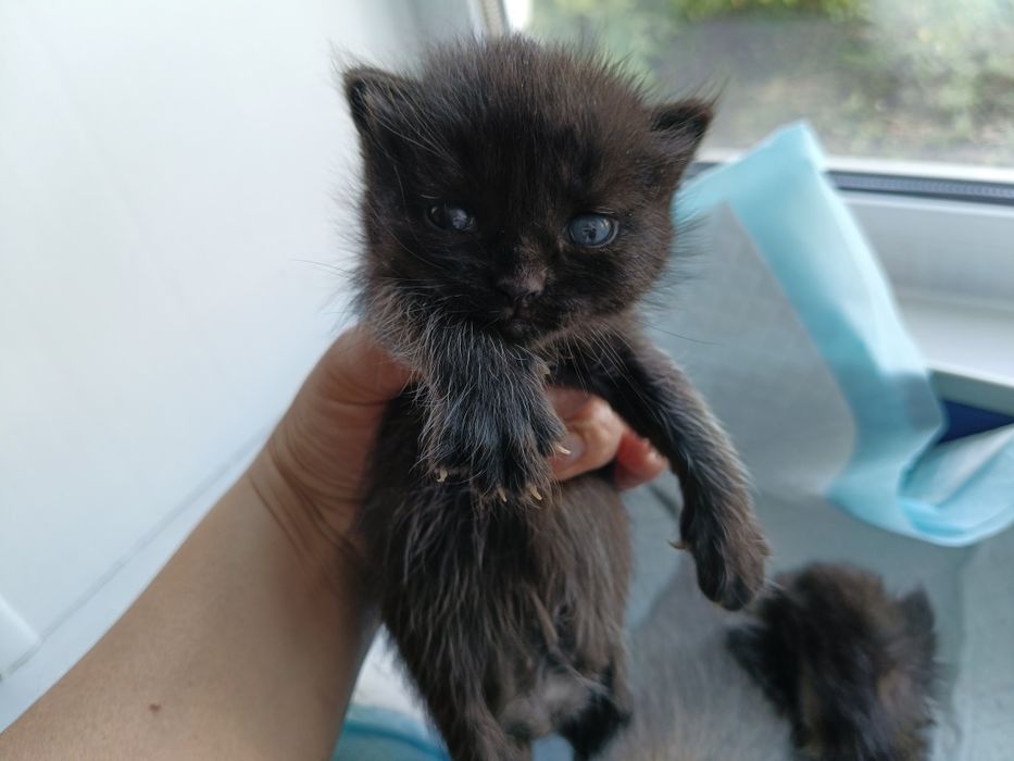 Отдам котят в хорошие руки