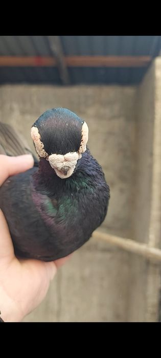 Голуби           .