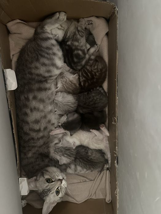 Шотландские котята
