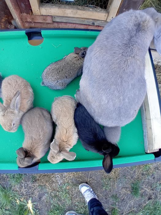 Vând pui Bebec German!!!