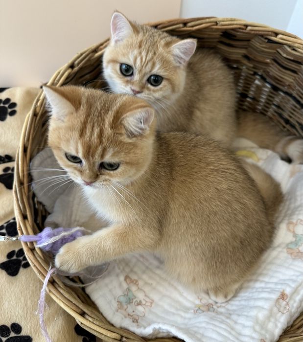 Котята с домашнего питомника