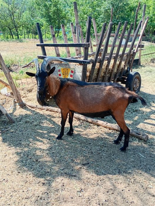Vând țap Alpin Francez schimb și cu motosapa