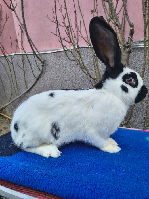 Mascul Pestriț German