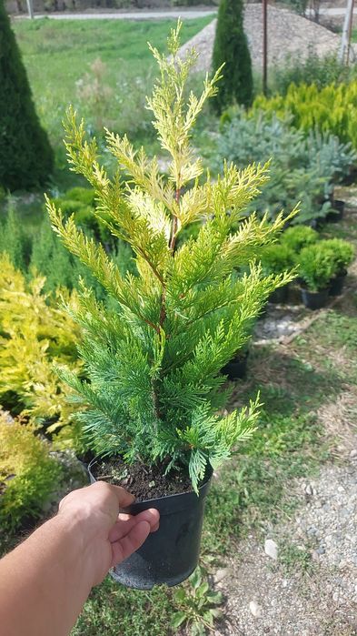 Leylandii Gold Rider / Leylandii Auriu