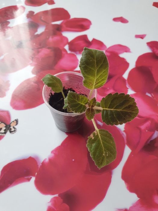 Глоксиния сортовая