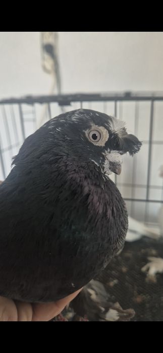 Продам голубей на игру