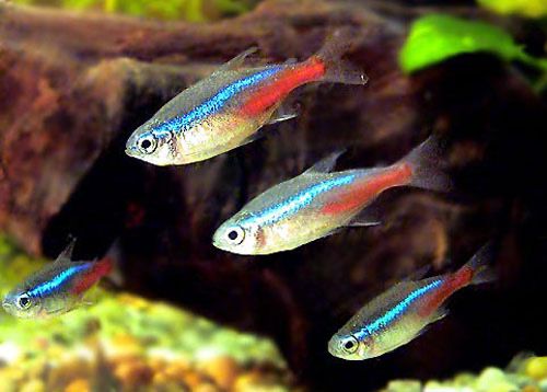 Большие ассортимент рыбков