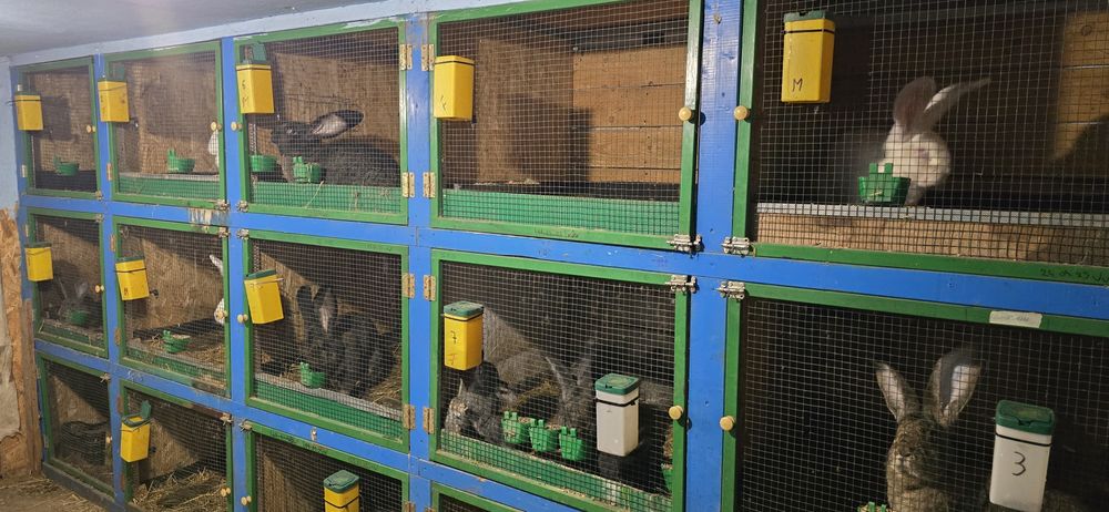 Urias German de vanzare