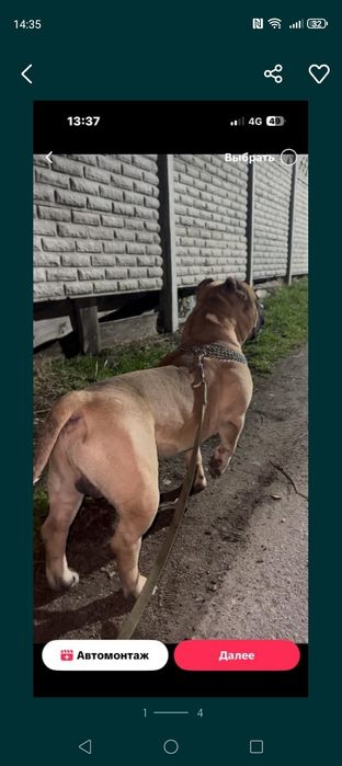 Американский Булли