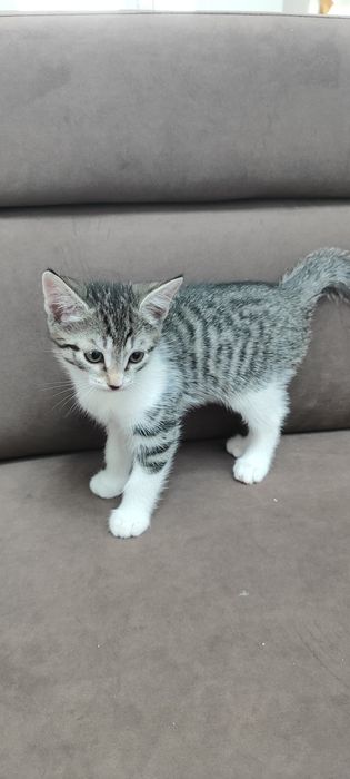 Котята бесплатно