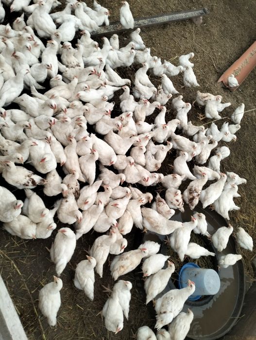 Vând pui Podari ...