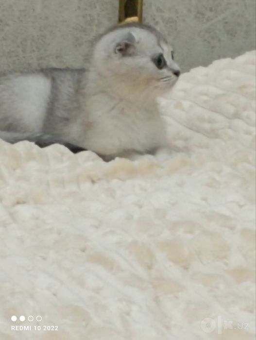 Кошка Шиншилла сотилади