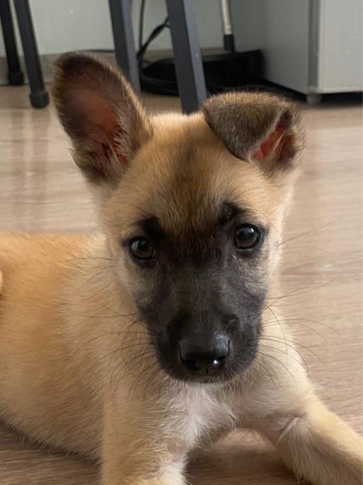 Щеночек девочка отдается в добрые руки