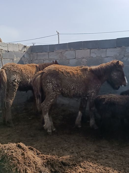 Продаю Лощади Жабағылар