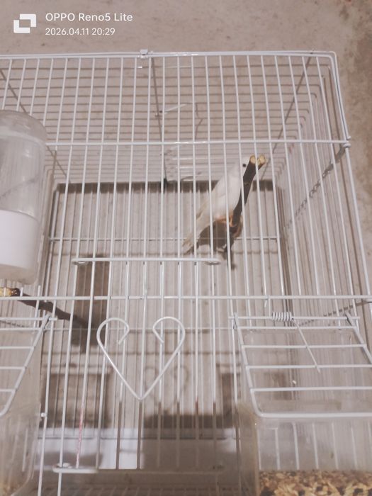 Продается канарейка