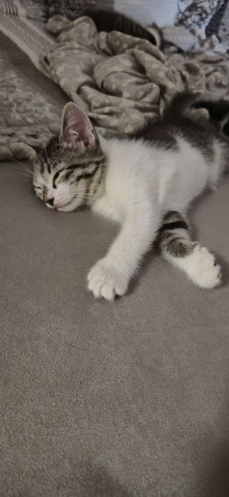 Котята бесплатно