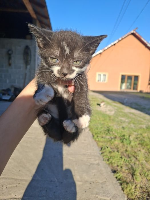 Pisoiași mici spre adopție