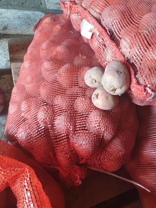 Продам семенной картофель