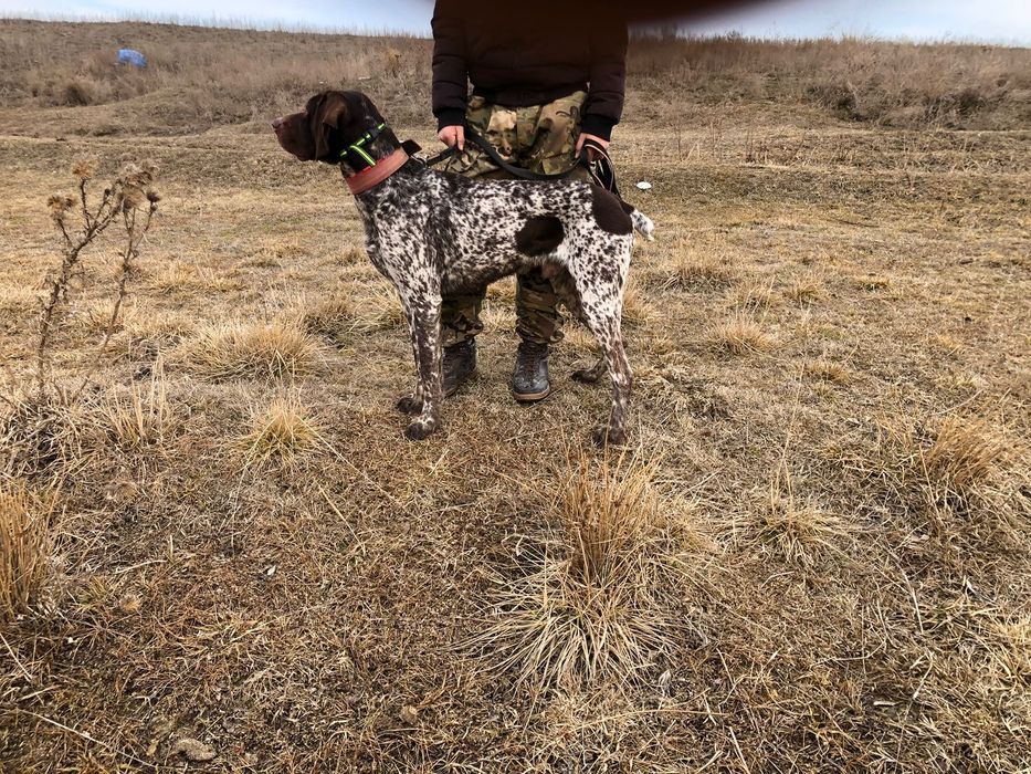 Пролам курцхаара