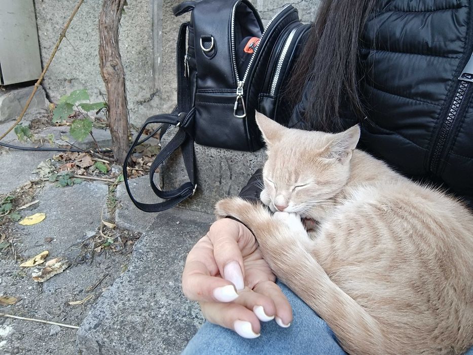 Подарявам котенце