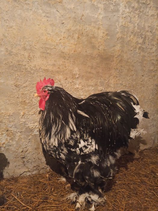 Кохинхин мраморный петух