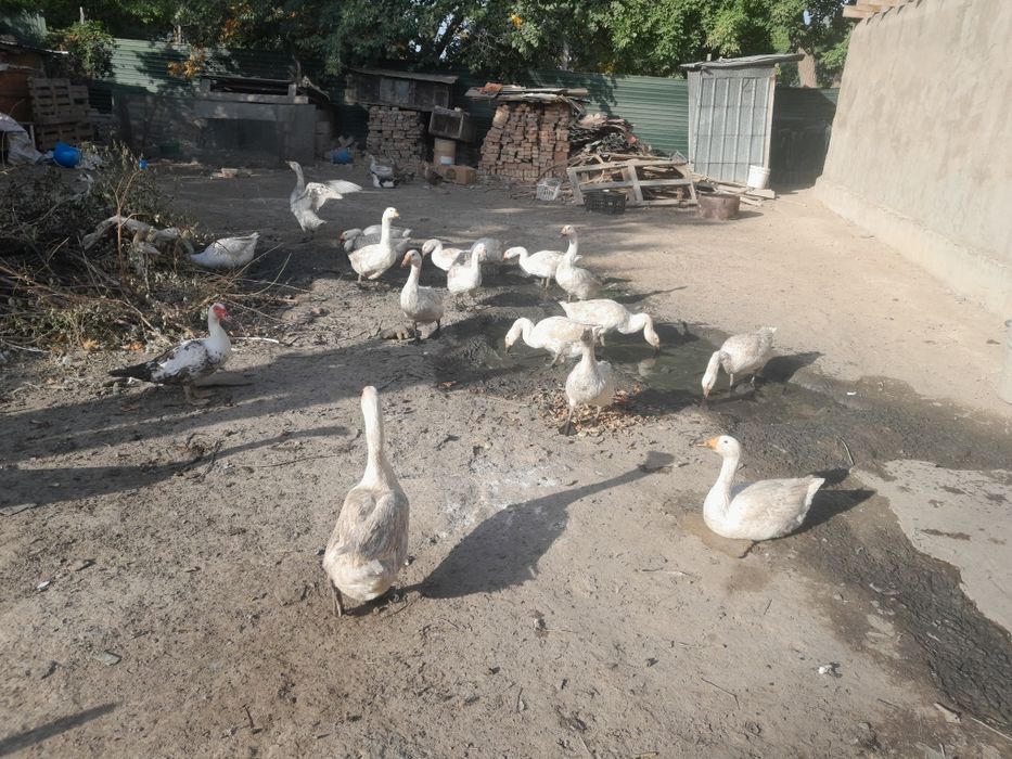 Продам курей гусей уток