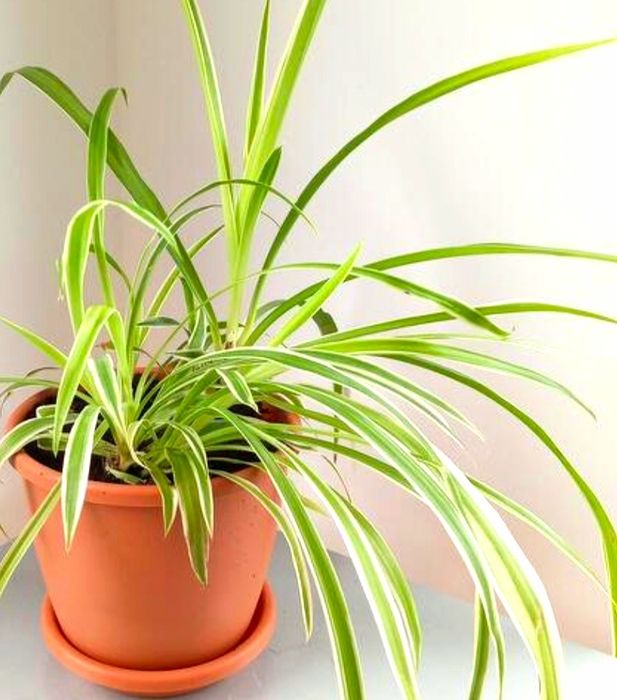 Комнатные растения, цветы для дома, офиса