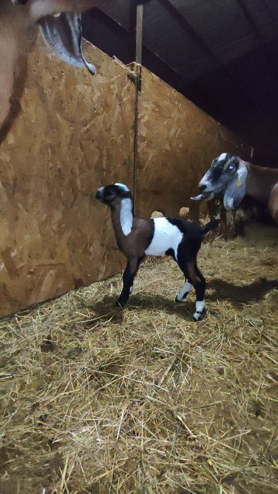 Țap Anglo-Nubian cu pedigree varsta 2+ ani