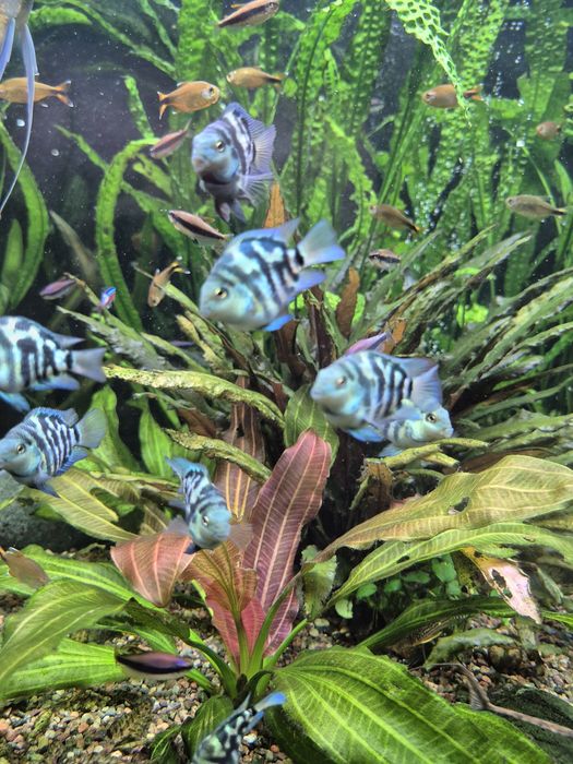 Попугай сапфировый