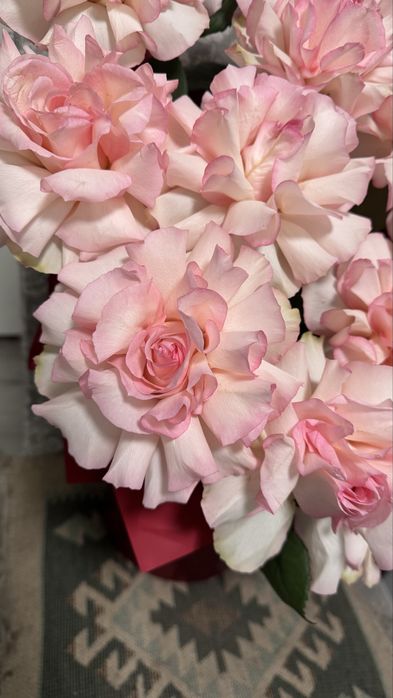 Цветы revel продается