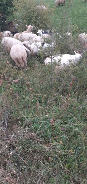 Capre gestante 10 bucăți foarte bune