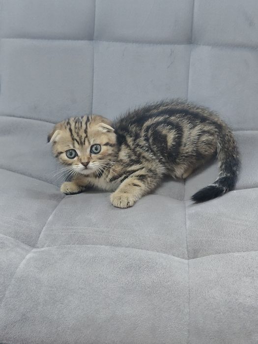 Котята золотисто-чёрный мрамор.