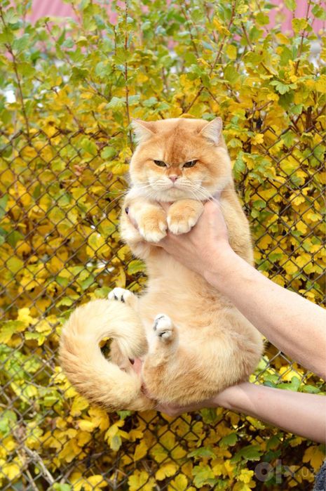 Кот на вязку, родословный британец.