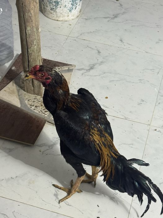 жужа хороз сотилади