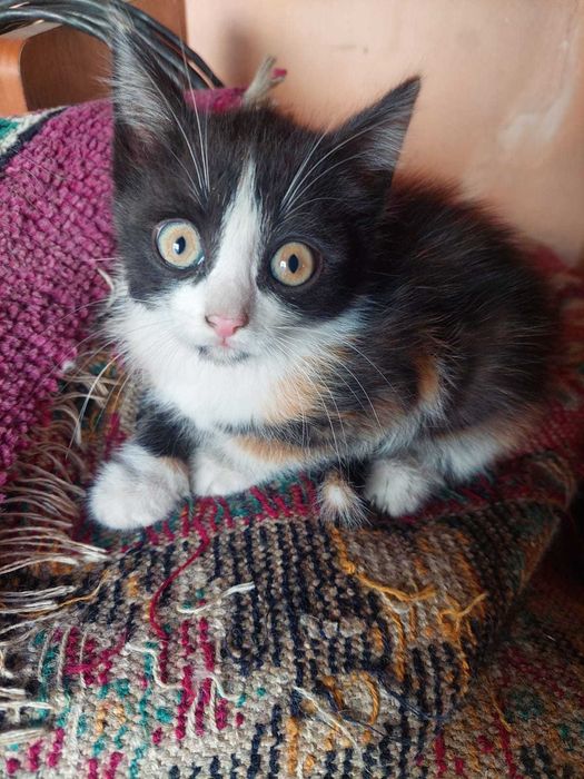 отдам котят 500 тенге