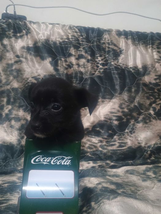 Свободни чухопинчери