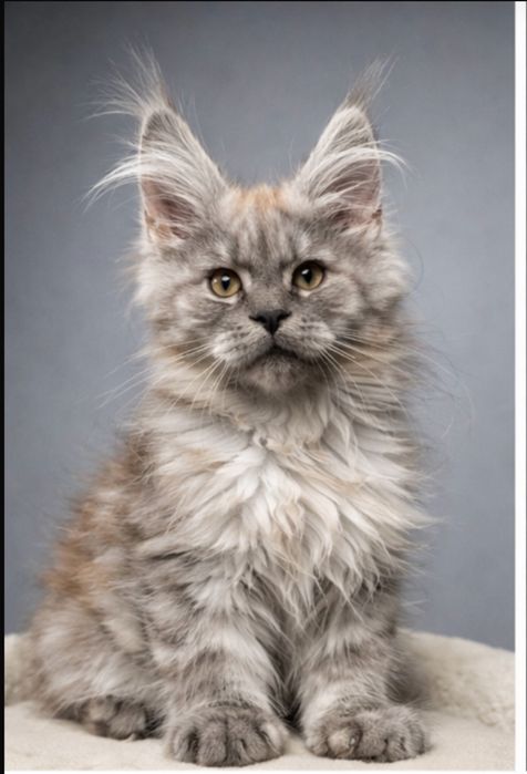 Шикарный Мейн -Кун дым !