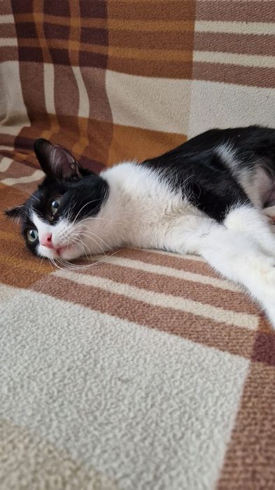 Пристраивается молодая кошечка